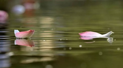 落花网新动态，绽放的未来篇章